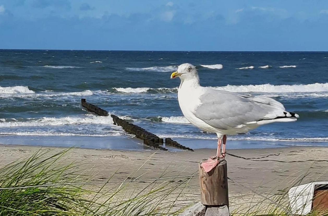Apartmán Haus Nadine Zingst Exteriér fotografie